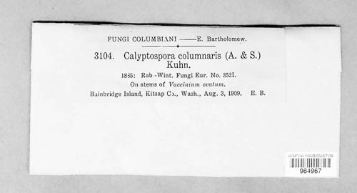 Calyptospora columnaris image